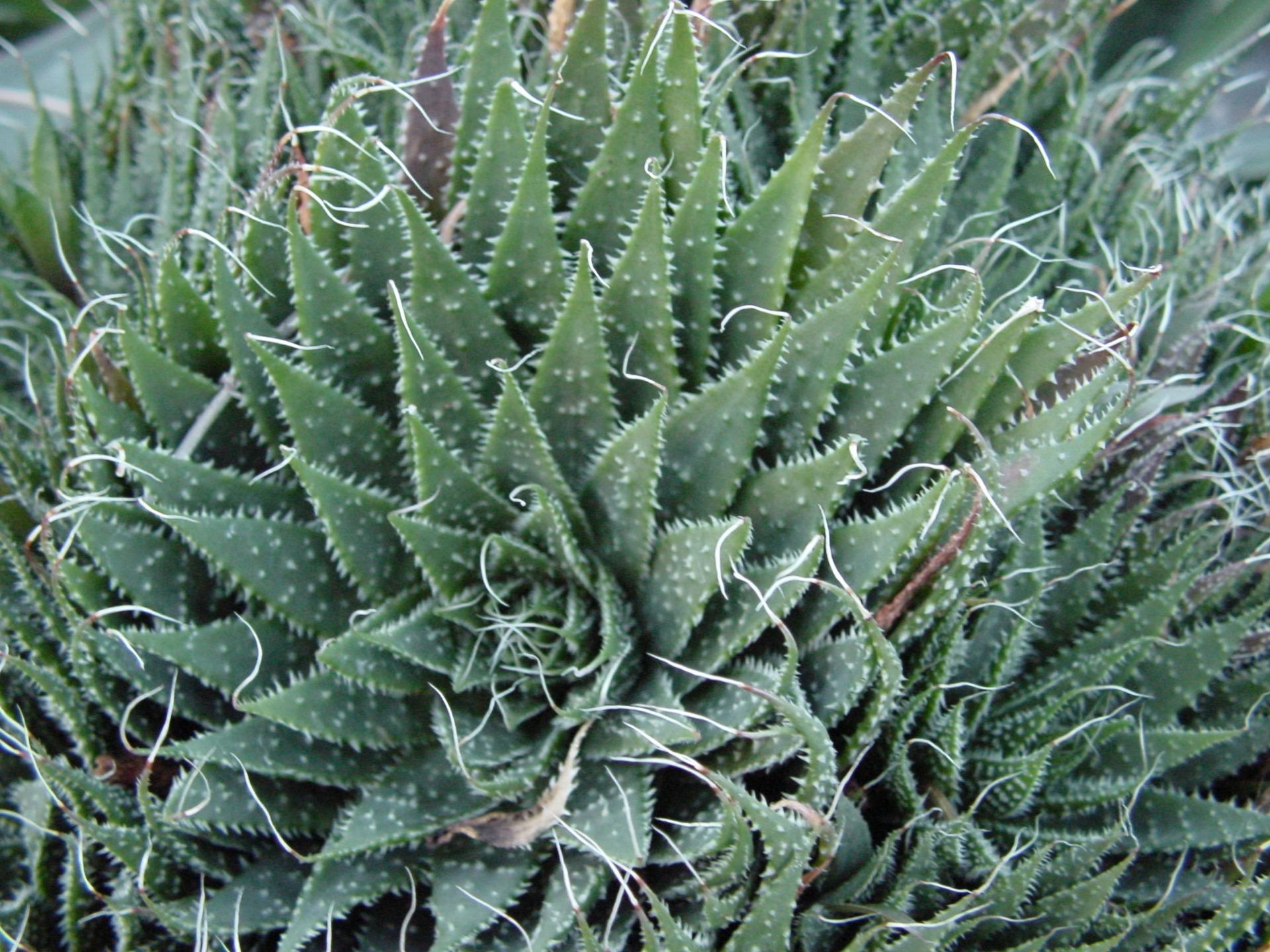 aloe aristata